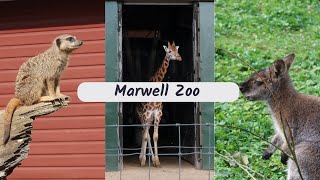 Marwell Zoo  September 2023 [upl. by Eillak]