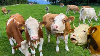 Kühe muhen  Tierstimmen für Kinder  Glückliche Rinder auf dem Bauernhof  KUH MUHT  cows mooing [upl. by Hadrian]