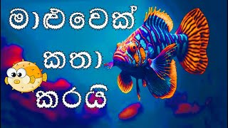 මාළුවා l මාළුවෙක් කතා කරයි හඬ කැවු රචනාව l ‌පෙරහුරු l maluwa l maluwek katha karai l fish essay [upl. by Yzzo]