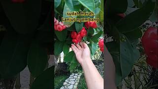 Jambu Kerikil Merah jambukerikil jambuair gardening [upl. by Eahsed]