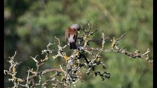 Wacholderdrossel  Vogelnest 3 Gefiederpflege  Turdus pilaris [upl. by Leunammi]