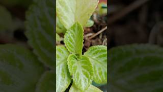 Episcia plants from cutting propagate [upl. by Ecirad]