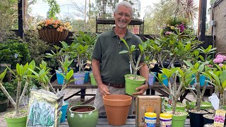 Learn How to Grow Plumerias with Steve Hampson [upl. by Eihcir]