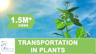 Transportation in Plants [upl. by Strait519]