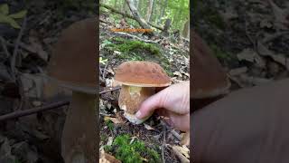 Boletus ReticulatusJuly 2024 asmr asmrmushrooms fungi boletus porchini mushroomhunting [upl. by Rossie394]