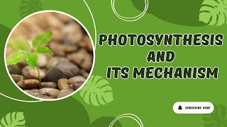 Photosynthesis Explained The Complete Mechanism and Process for Students  Biology Class Essentials [upl. by Yona]