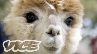 Cute Alpacas  The Cute Show [upl. by Sidonius644]