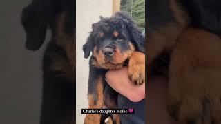 the sweetest rottweiler puppy ever  🥹 😍 [upl. by Eilyw]