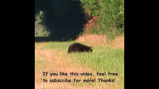 AMAZING Black Bear crossing the trail bear bears wildlife shorts [upl. by Landrum]