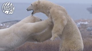 Polar bears fight over territory [upl. by Enirok]