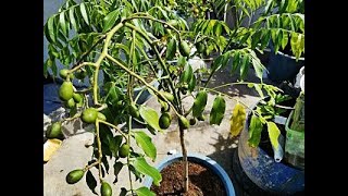 COMO CULTIVAR MANZANA DE ORO EN MACETA SPONDIAS CYTHEREAS [upl. by Endaira]