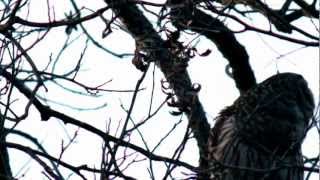 Barred Owls Hooting To Each Other [upl. by Tessler]