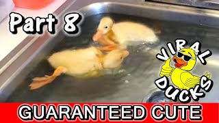 Baby Ducks In A Sink p8 🐣 [upl. by Oidale155]