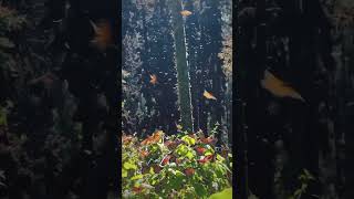 🦋 Monarch Butterfly Migration is MAGIC 🤯 monarchbutterfly northamerica untoldtravels [upl. by Rintoul]