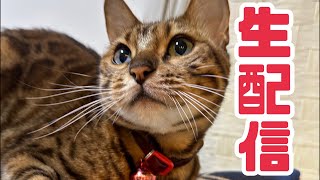 【生配信1210】すこし暖かった日は猫と一緒にほっこり過ごしませんか？生配信 [upl. by Pfeffer]