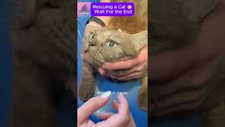 Rescuing a Kitten with Parasites in Its Eye CatRescue RescueCat [upl. by Ireg]