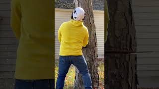 Cutting down a sick black birch tree felling [upl. by Himelman]