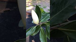 Magnolia grandiflora ‘Little Gem’ nature garden flowers [upl. by Ainer481]