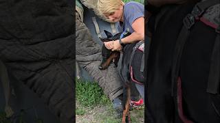 😮Dobermans Death Grip Service Dog Training GUARDODESSA Odessa Ukraine [upl. by Lorenza317]