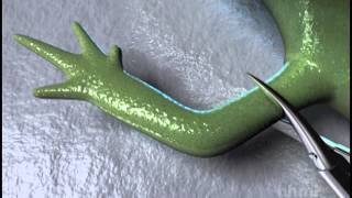 Salamander Limb Regeneration — HHMI BioInteractive Video [upl. by Stanley249]