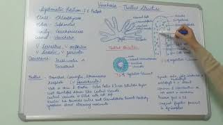 Vaucheria Thallus Structure BSc Part I Dr Vinod Kumari [upl. by Sedecrem]