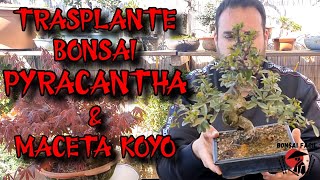 Trasplantar bonsai piracanta a maceta Koyo  Bonsai Facil [upl. by Anaj]