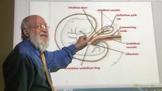 General embryology 28  amnion   by Dr Wahdan [upl. by Lord]