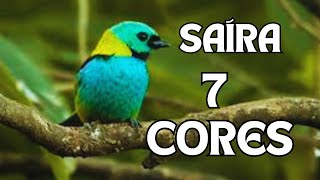 SAÍRA SETE CORES CANTANDO MUITO SOLTA NA NATUREZA LINDO CANTO DA SAÍRA 7 CORES [upl. by Ferullo]