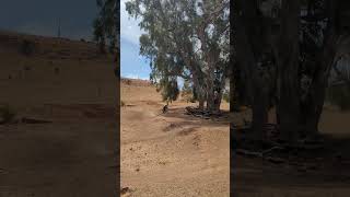 JoyRide Cup  Shepparton 2024 mtb mountainbikejumps downhill mtbjump mtbjumps jump [upl. by Nana663]