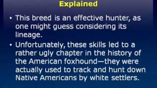 American Foxhound Dog Breed Explained [upl. by Notlad]