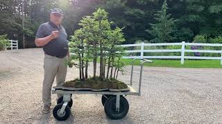 Majestic 40 Year Old Metasequoia Forest by David Easterbrook [upl. by Annadal]