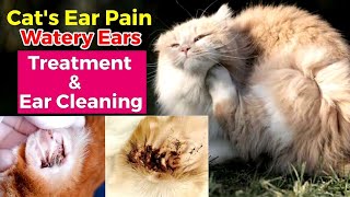 Cat ear mites  Cat watery ears  Cat ear treatment  Cat ear pain  Ear infection in cats [upl. by Adnauq]