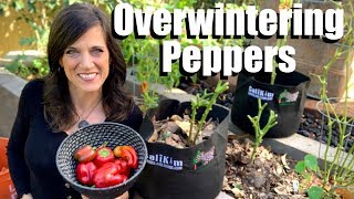 How to Overwinter Your Favorite Pepper Plant in Garden Beds amp Containers for Earlier Spring Harvests [upl. by Ymia]