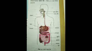 Human digestive system diagram  manav pachan tantra ka chitra मानव पाचन तंत्र का चित्र [upl. by Kendy535]