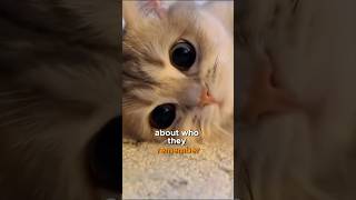 Cats Do They Really Remember You CatFacts CatsAndOwners cat catlover shorts [upl. by Niraj]