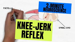 2Minute Neuroscience Kneejerk Reflex [upl. by Lurette]