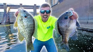 Fishing DAM For LOADS of GIANT BLUEGILL THOUSANDS [upl. by Oaoj834]