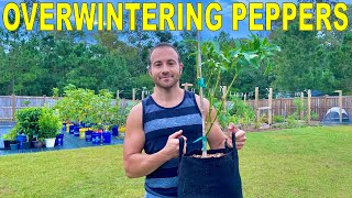 Overwintering Pepper Plants How To Dig Pot Fertilize And Prune Them [upl. by Aynotel]