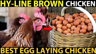 HYLINE Brown Chicken Farming  BEST EGG LAYING CHICKEN BREEDS  Best Chicken For Egg Production [upl. by Hairahcez815]