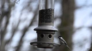 BlackCapped Chickadee Poecile atricapillus [upl. by Remat]