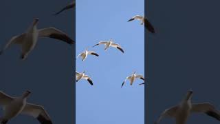 Snow goose migration [upl. by Nel266]