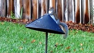 Squirrel Baffle Long Term Test and Review [upl. by Alekahs]