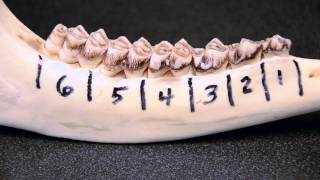 Whitetailed Deer Jawbone Aging Part 1  Tooth Replacement [upl. by Ludlew]