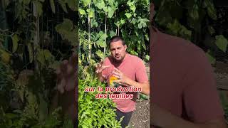 Comment entretenir un basilic au potager  humour potager basilic shorts [upl. by Jamel413]