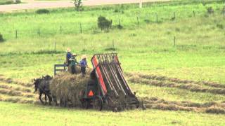 The Amish Way of Making Hay [upl. by Eelhsa]