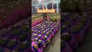 Jackfruit for export from ASPIMEX Co Ltd Vietnam 84964566516 [upl. by Twitt]