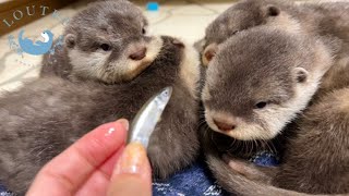 First Time Showing Fish to Baby Otters Drinking Milk [upl. by Acimot]