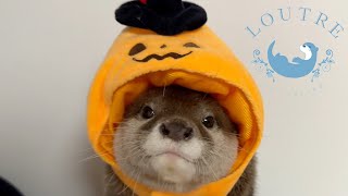 Funny Halloween with LOUTRE Otters [upl. by Merrily]