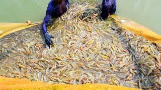 Shrimp Farming and Prawn Farming Business in india  prawn fishing in the pond  চিংড়ি মাছ চাষ [upl. by Christen549]