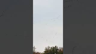 A wedge of cranes in the sky Журавли shorts short travel germany nature intresting birds [upl. by Juieta]